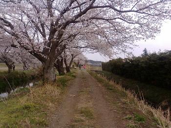 今井の桜.jpg